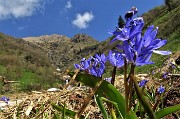 16 Scilla bifolia